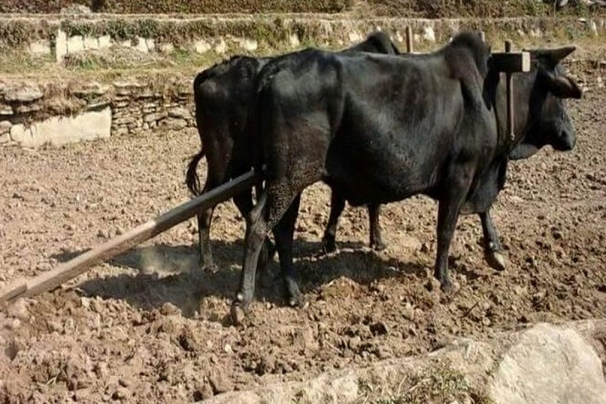 गाउँघरमा हलगोरु पाल्ने प्रचलन हराउँदै