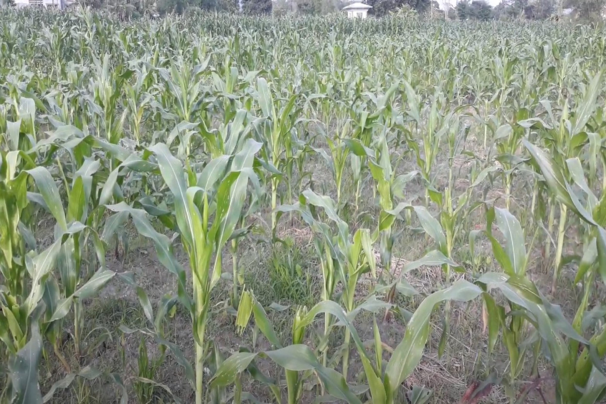 मकै बालीमा अमेरिकी फौजी कीरा